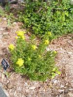 Euphorbia palustris (fam Euphorbiacees) (Europe, Siberie) (11)